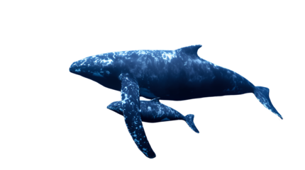 Whale and Calf Swimming Underwater