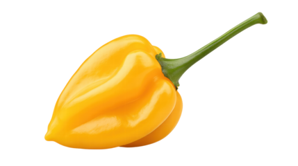 Yellow habanero pepper isolated on transparent backgroun with fresh green stem