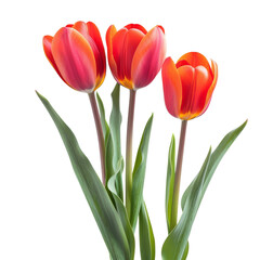 Three vibrant tulips, in shades of orange and red, with highlighted edges, set against a stark black background.  Their  foliage is a muted green
