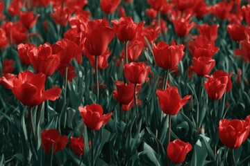 Obraz premium A field of vibrant red tulips blooming with green stems and leaves creating a beautiful floral display outdoors