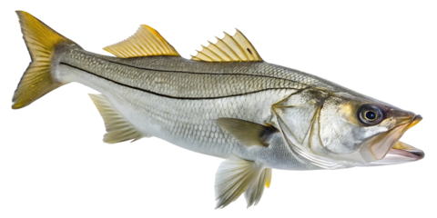 striped fish on white