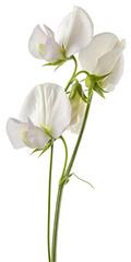 Obraz premium sweet pea