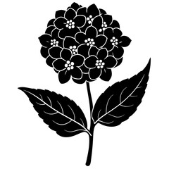 Black and white silhouette of a hydrangea flower with leaves, isolated on white background