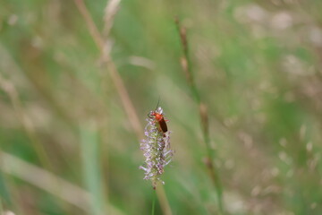 Owady © Krzysztof