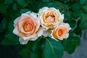 Orange-pink roses in the garden.