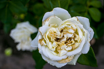 Withered white rose in the garden. Dead flowers.
Withered rose with faded petals, lost color and...