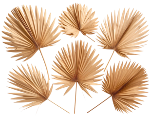 dried palm leaves on a transparent background, PNG