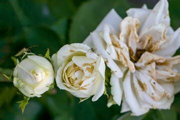 Withered white garden roses in the garden. Dead flowers.
Withered roses with faded petals that have...