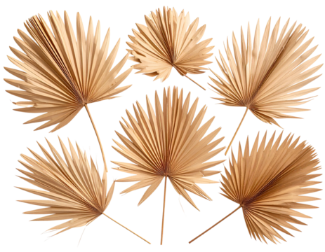 dried palm leaves on a transparent background, PNG