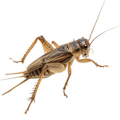 Cricket Insect Isolated On White

