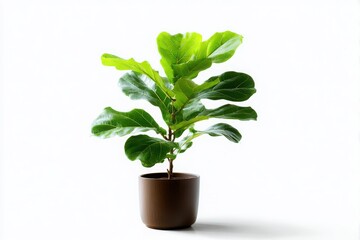Obraz premium A fiddle leaf fig plant (Ficus lyrata) in a brown pot, isolated on a clean white background.