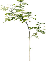 Plants, Transparent, PNG, Grass, garden plants