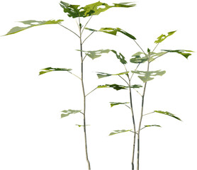 Plants, Transparent, PNG, Grass, garden plants