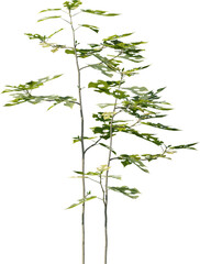 Plants, Transparent, PNG, Grass, garden plants