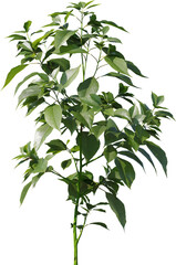 Plants, Transparent, PNG, Grass, garden plants