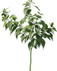 Plants, Transparent, PNG, Grass, garden plants