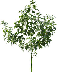 Obraz premium Plants, Transparent, PNG, Grass, garden plants