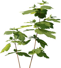 Plants, Transparent, PNG, Grass, garden plants