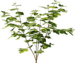 Plants, Transparent, PNG, Grass, garden plants