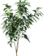 Plants, Transparent, PNG, Grass, garden plants