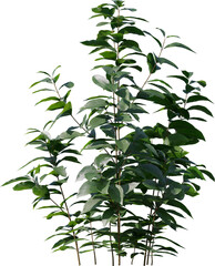 Plants, Transparent, PNG, Grass, garden plants