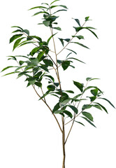 Plants, Transparent, PNG, Grass, garden plants