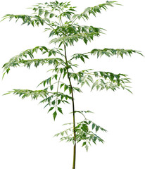 Plants, Transparent, PNG, Grass, garden plants