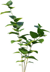 Plants, Transparent, PNG, Grass, garden plants