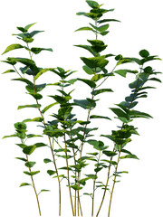 Plants, Transparent, PNG, Grass, garden plants