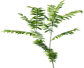 Plants, Transparent, PNG, Grass, garden plants