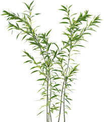 Plants, Transparent, PNG, Grass, garden plants