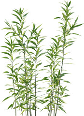 Plants, Transparent, PNG, Grass, garden plants