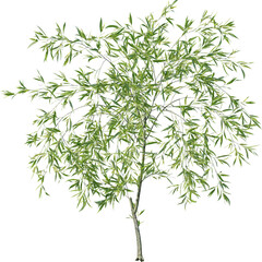 Plants, Transparent, PNG, Grass, garden plants