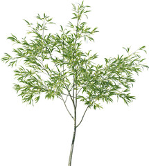 Plants, Transparent, PNG, Grass, garden plants