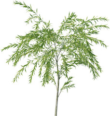 Plants, Transparent, PNG, Grass, garden plants