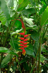 Heliconia rostrata, the hanging lobster claw or false bird of paradise, is a herbaceous perennial plant native to El Salvador, Peru, Bolivia, Colombia, Venezuela, Costa Rica, and Ecuador.
