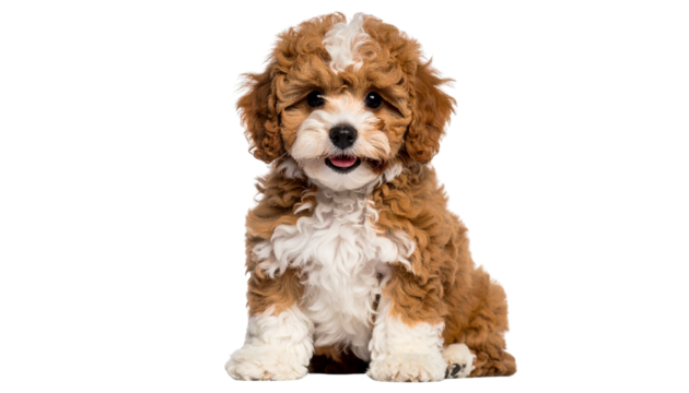 Smiling Multipool puppy , fluffy, teddy bear-like dog with brown and white fur, isolated on transparent background
