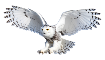Eagle in flight captured mid-air — HD 8K stock photo with sharp details, wide wingspan, and clear sky background.