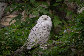 Snowy Owl Perched Among Greenery in Natural Habitat