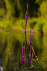 Wild plants and flowers around Europe (Germany)