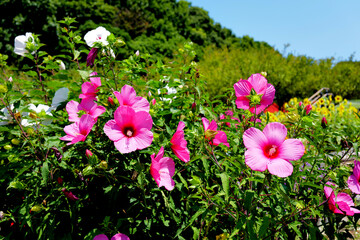 アメリカフヨウ