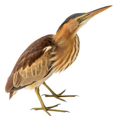 least bittern isolated on white