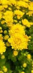 yellow dandelion flower