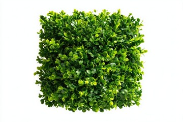Fototapeta premium Vibrant green boxwood shrub bush isolated on white background