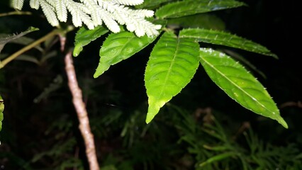 Thorny leaves background. Shot in the forest. Nature wallpaper. Ehretia acuminata, Critonia sexangularis, Leaf Katydid, Cycloptera speculat, World Nature Conservation Day on July 28th.