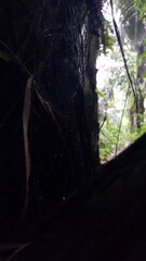 Palm trees were targeted in the forest. Perfect for documentaries about tropical rainforests and...