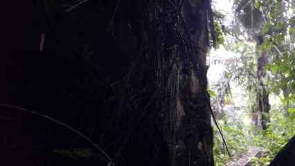 Palm trees were targeted in the forest. Perfect for documentaries about tropical rainforests and World Environment Day on June 5th.