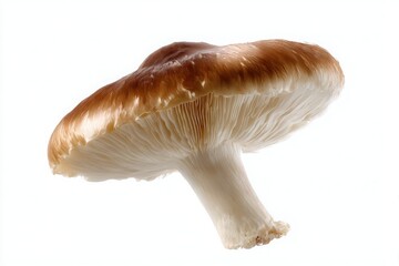 Fototapeta premium Close up view of the underside of a brown capped mushroom with white gills isolated on white background