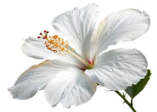 white hibiscus flower isolated