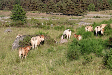 des vaches tranquille dans le pré